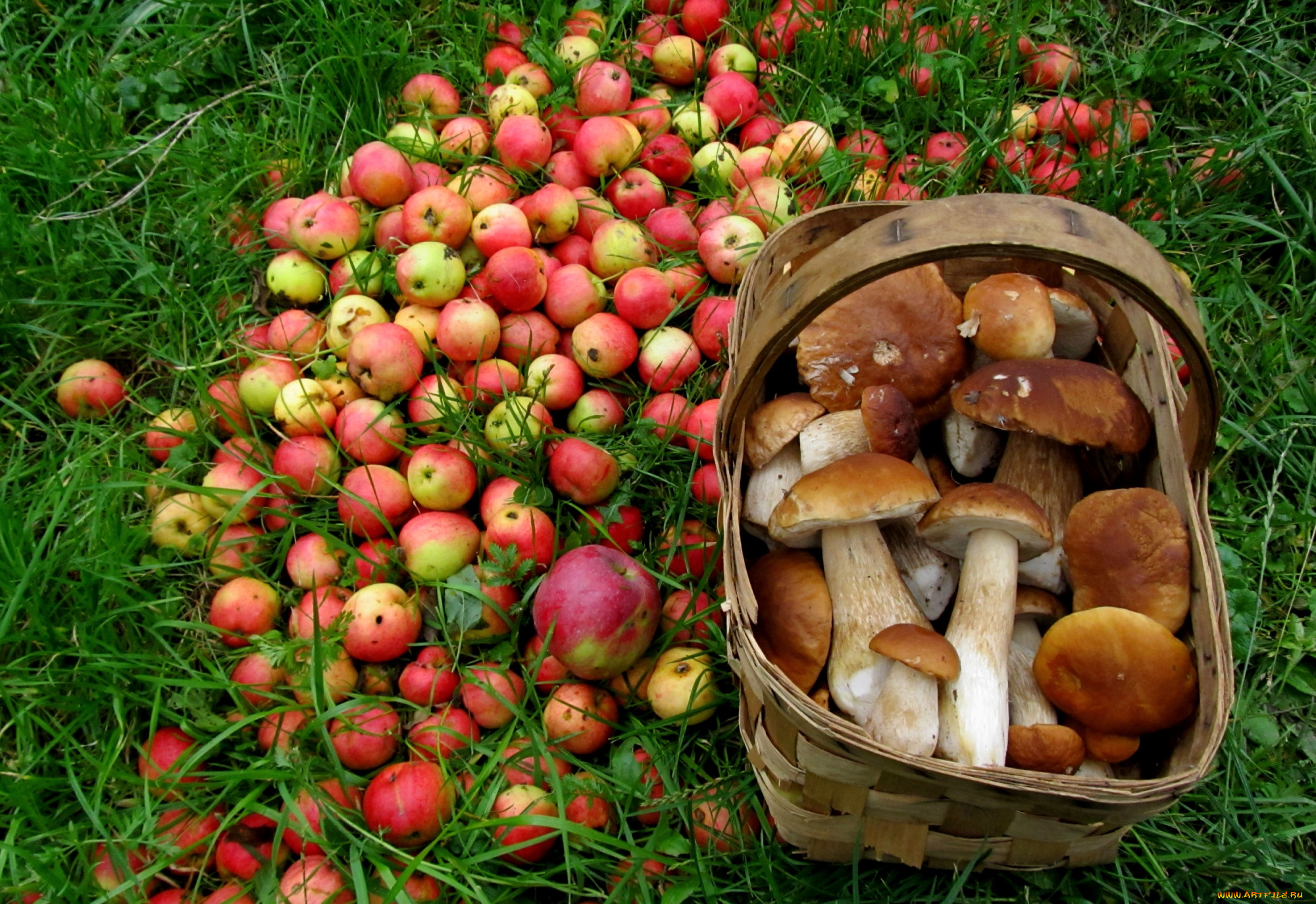 Лето грибами осень плодами. Грибы и ягоды. Дары осени грибы. Лес грибы ягоды. Урожай грибов.